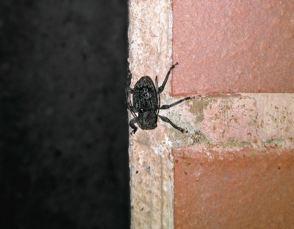Scleronotus