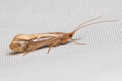 iNaturalist observation photo of Summer Flier Sedges