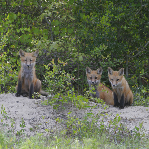 Red Fox photographed in Georgia