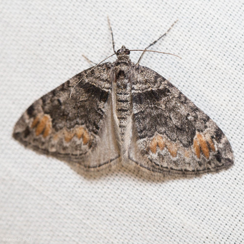 iNaturalist observation photo of Dysstroma