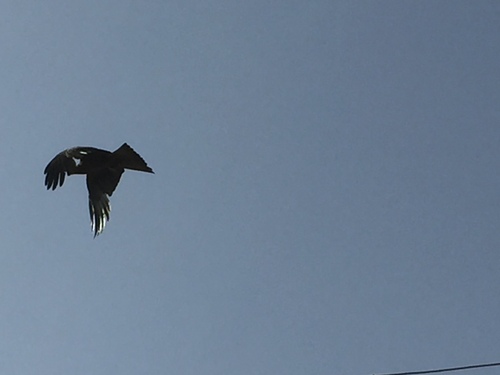 Yellow-billed Kite
