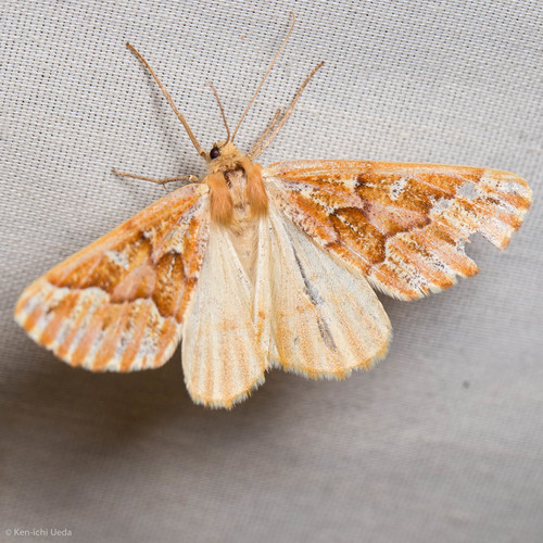 iNaturalist observation photo of Western Conifer Looper