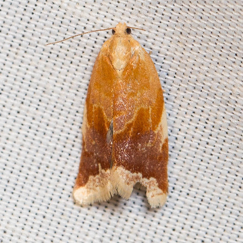 iNaturalist observation photo of White Triangle Tortrix