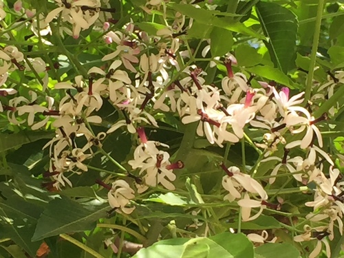Chinaberry
