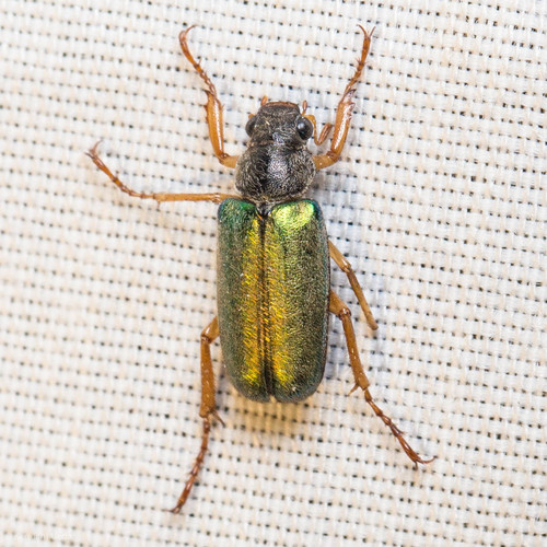 iNaturalist observation photo of Dichelonyx