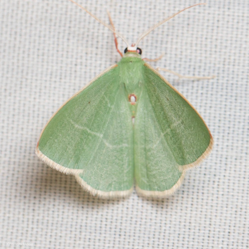 iNaturalist observation photo of Columbian Emerald