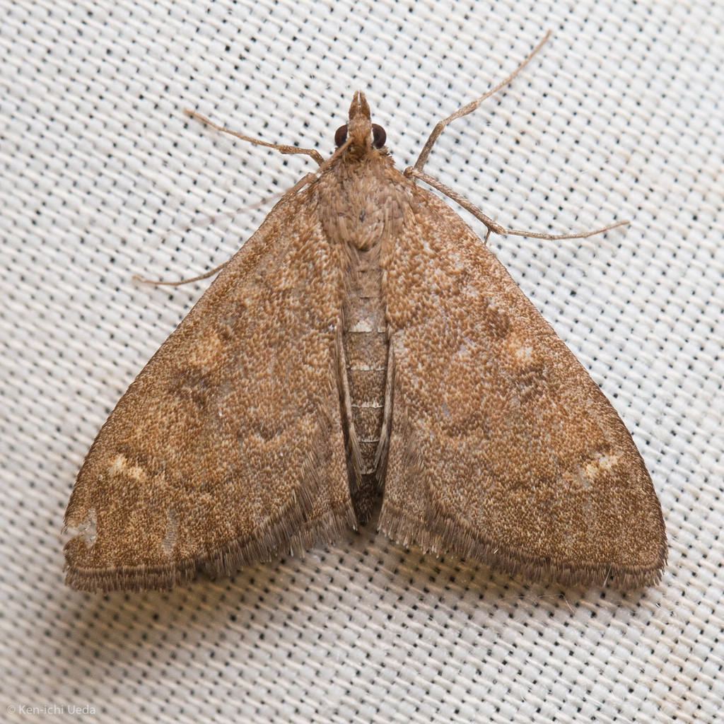 Mecyna mustelinalis