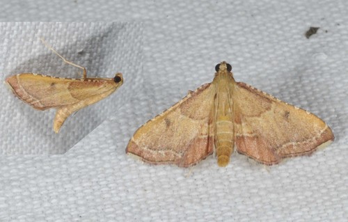 Karpytasparnis Ugniukas nuotrauka