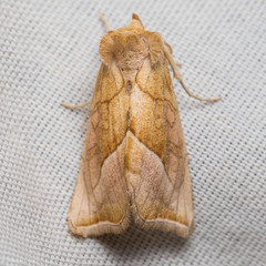 Pseudeva palligera