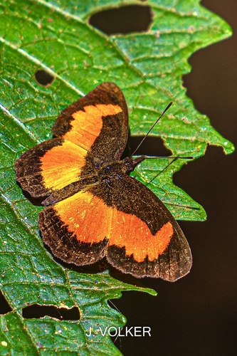 Lady's Maid Butterfly