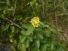 Stigmaphyllon emarginatum