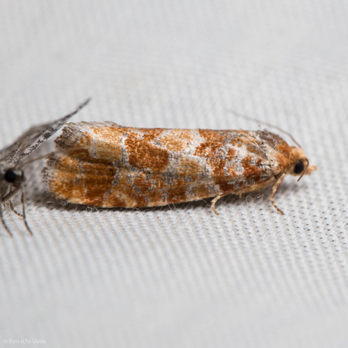 iNaturalist observation photo of Pine Coneborer and Shoot-Borer Moths