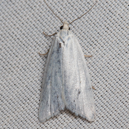 iNaturalist observation photo of Silver Shade