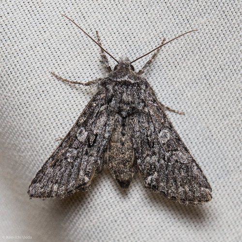 iNaturalist observation photo of Owlet Moths and Allies