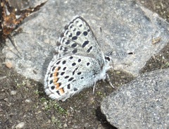 Euphilotes ancilla