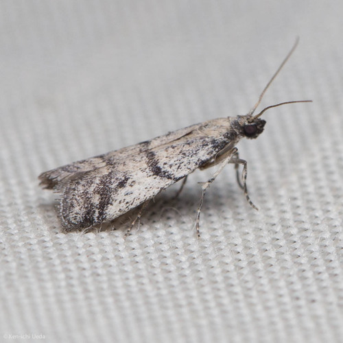 iNaturalist observation photo of Phycitini