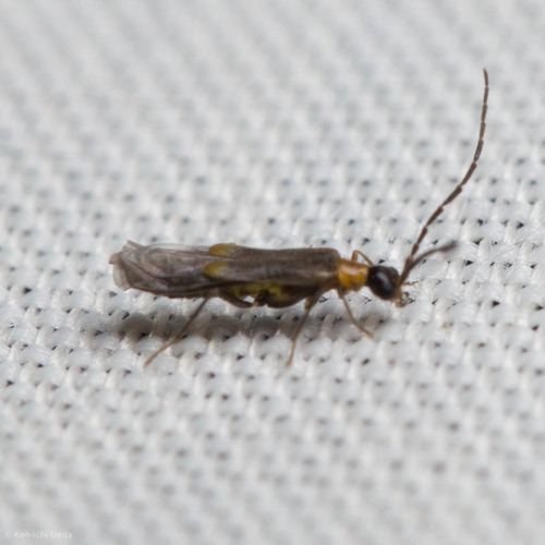 iNaturalist observation photo of Malthodes