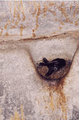 Aerodramus salangana