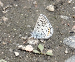 Euphilotes ancilla