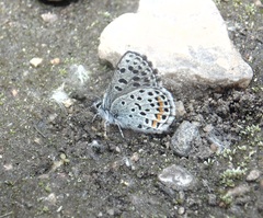 Euphilotes ancilla