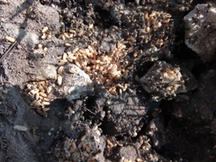 Camponotus rubrithorax