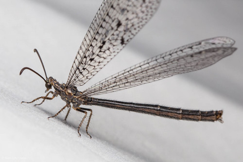 iNaturalist observation photo of Antlions and Owlflies