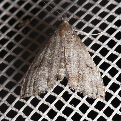 iNaturalist observation photo of Phobolosia anfracta