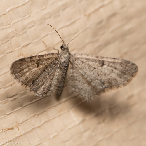 iNaturalist observation photo of Geometer Moths