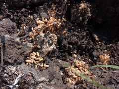 Camponotus rubrithorax