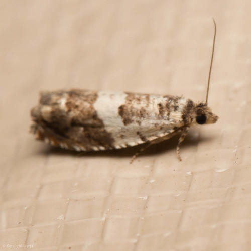 iNaturalist observation photo of Epinotia nigralbana