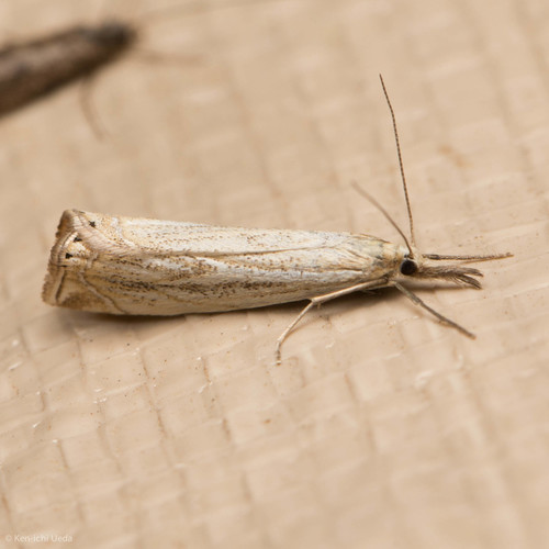 iNaturalist observation photo of Crambid Snout Moths
