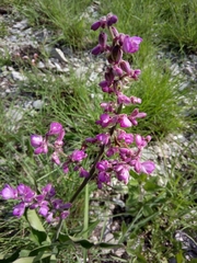 Thyrsanthemum floribundum