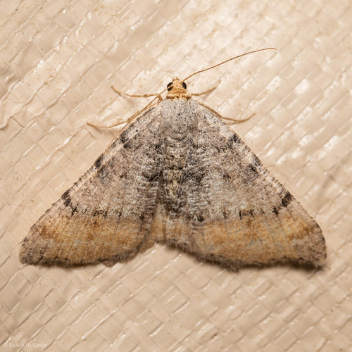 iNaturalist observation photo of Macaria adonis