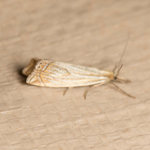 iNaturalist observation photo of Crambid Snout Moths