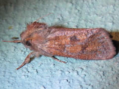 Acrolophus plumifrontella