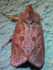 Acrolophus plumifrontella