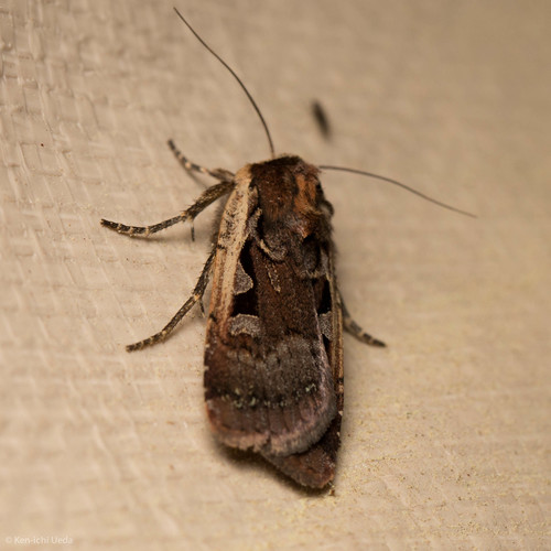 iNaturalist observation photo of Parabagrotis exsertistigma