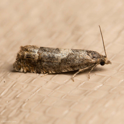 iNaturalist observation photo of Grapholitini