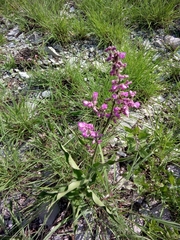 Thyrsanthemum floribundum