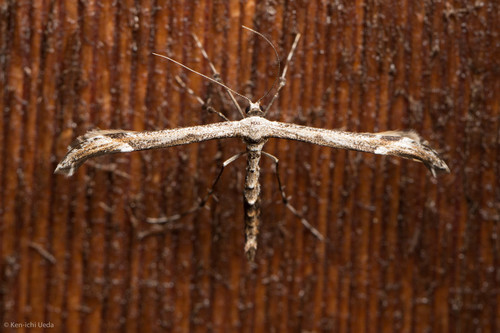 iNaturalist observation photo of Pterophorinae