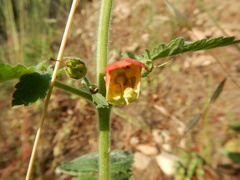 Scrophularia grandiflora