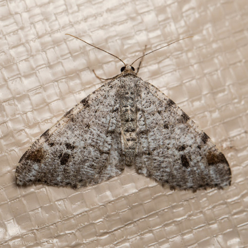 iNaturalist observation photo of Macaria