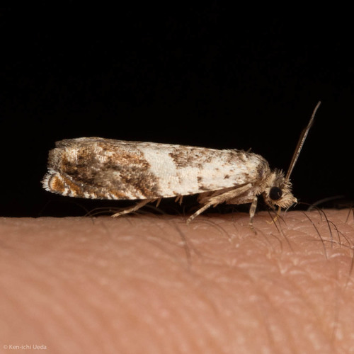 iNaturalist observation photo of Epinotia nigralbana