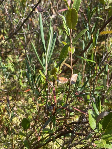 Bog Rosemary (Andromeda glaucophylla)
