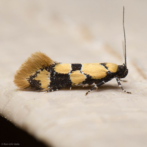 iNaturalist observation photo of Decantha stonda