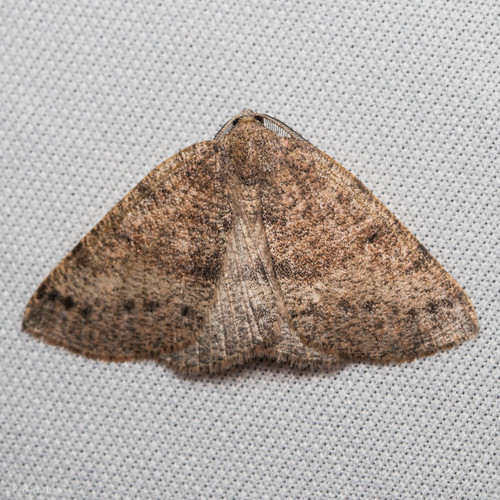 iNaturalist observation photo of Drepanulatrix hulstii