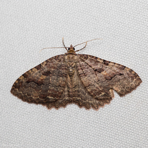 iNaturalist observation photo of Tissue Moth