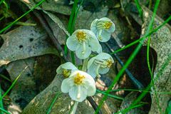Pyrola americana
