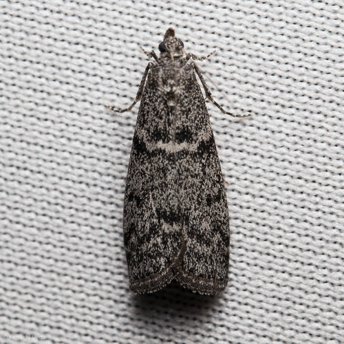 iNaturalist observation photo of Butterflies and Moths