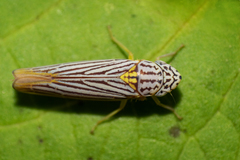 Graphocephala aurora